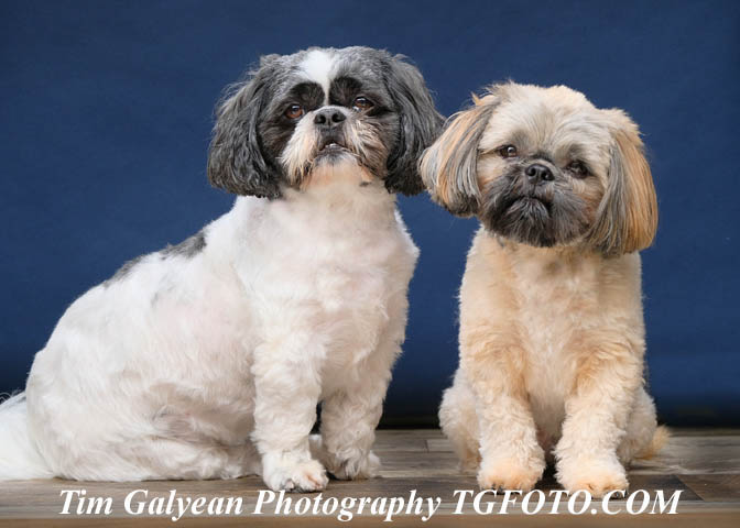 pets,photos,photography,pictures,photographer,overland park,ks,mo,mission,shawnee,gardner,basehor,liberty,stilwell,stanley,olathe,pet,sitting,house sitting,